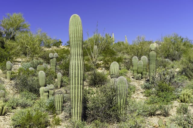 Saguaro cacti (binomial name Carnegiea gigantea) without arms on a sunny hillside in Tucson Mountain County Park, Arizona.jpeg